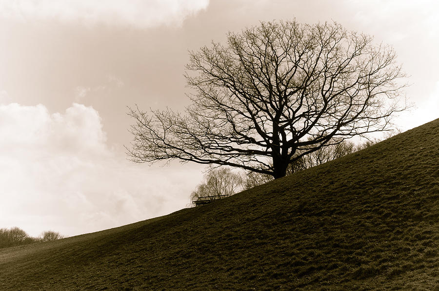 Lonely tree #2 Photograph by Sergey Simanovsky