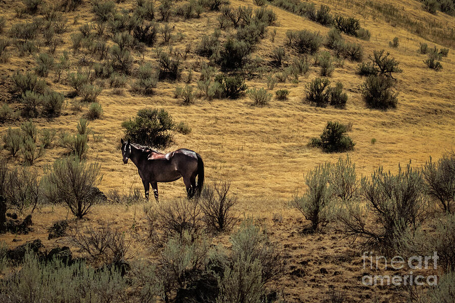 Lonesome #3 Photograph by Robert Bales