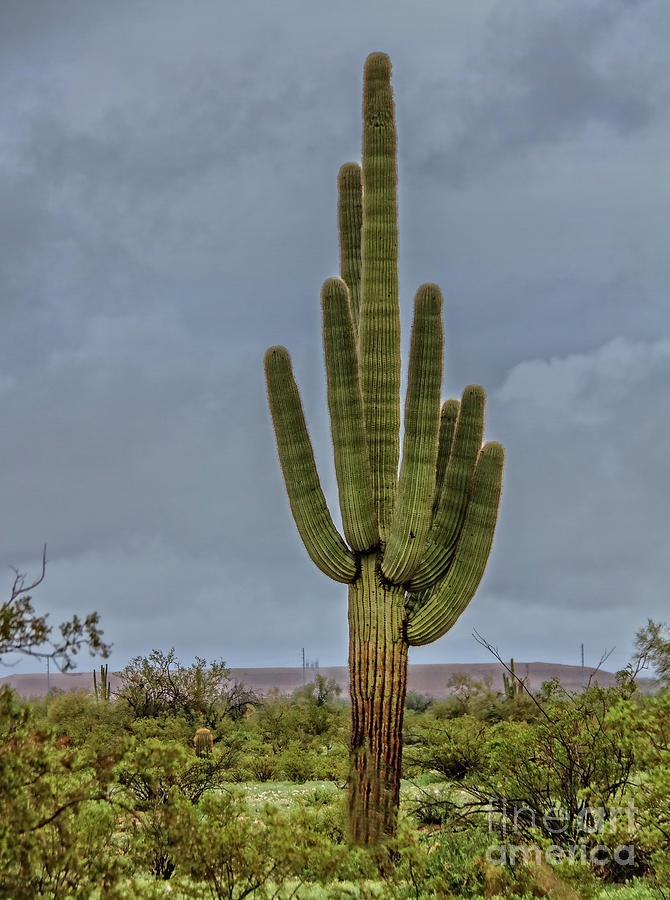  Lonesome Saguaro #3 Photograph by Robert Bales