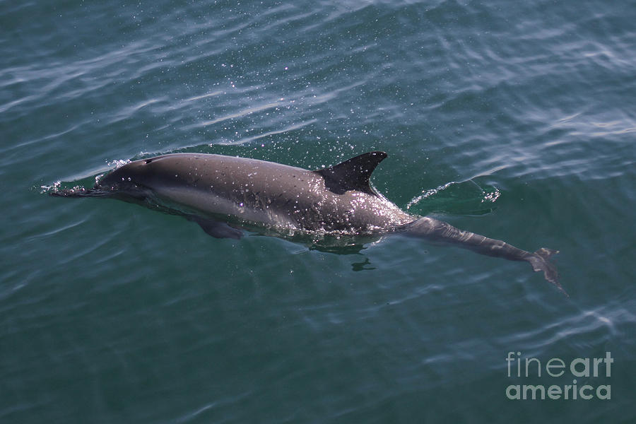 Common Dolphin Photograph - Long-Beaked Common dolphins in Monterey Bay 2015 by Monterey County Historical Society