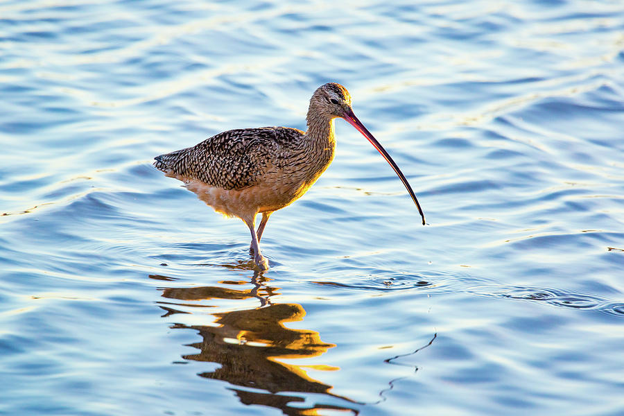 Long-billed Curlew #1 Photograph by Brian Knott Photography