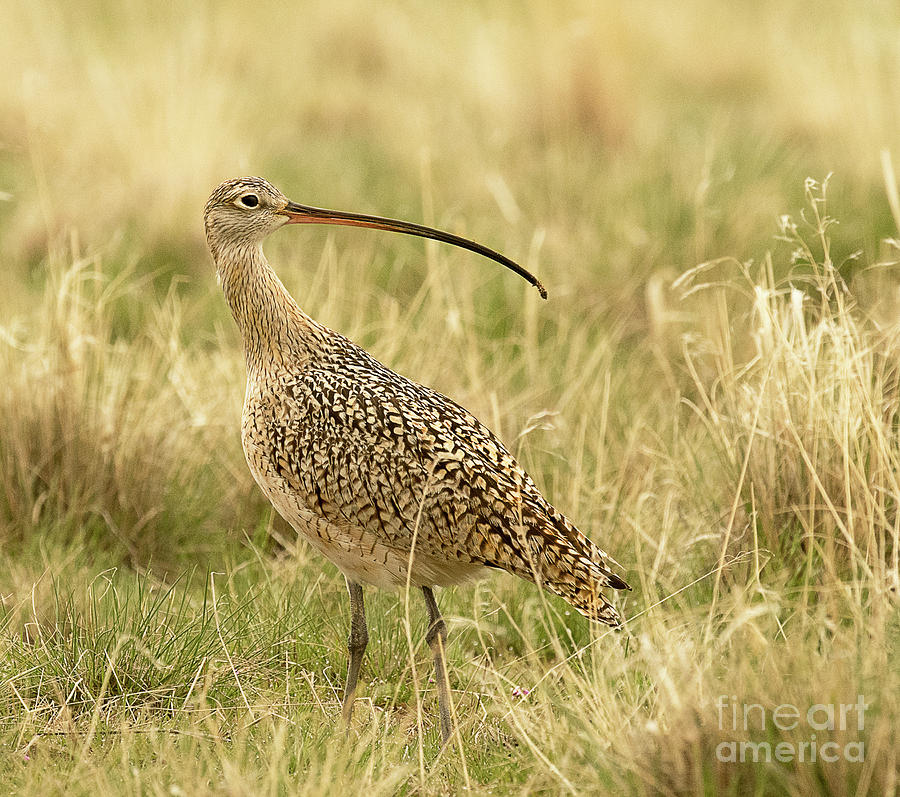 Long Billed Curlew #1 Photograph by Dennis Hammer