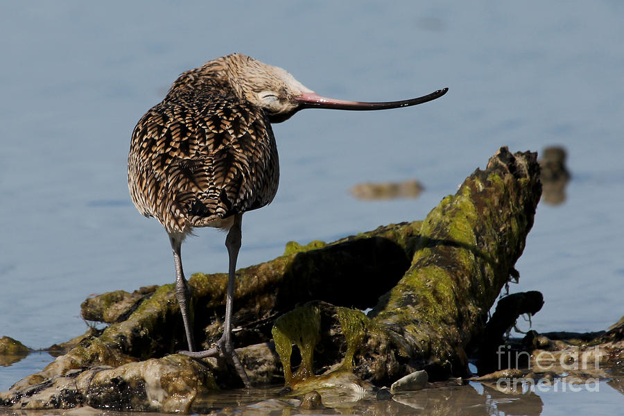 Long-billed Curlew #1 Photograph by Meg Rousher