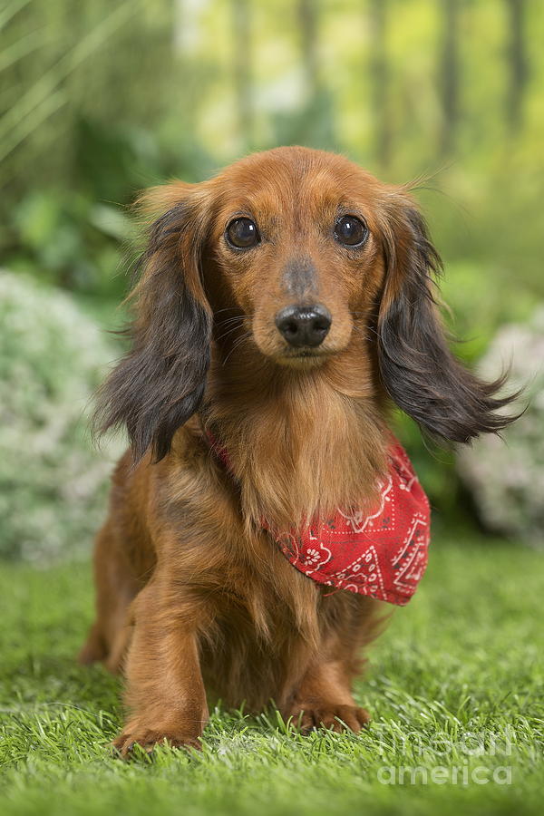 Long Haired Dachshund Dog wearing scarf Photograph by Mary