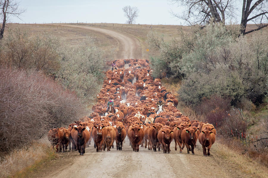 Cow Photograph - Long Line of Reds #1 by Todd Klassy
