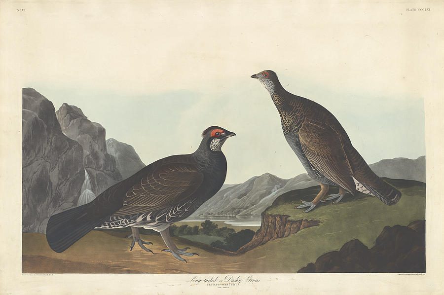 Long-Tailed Or Dusky Grous #1 Painting by John James Audubon