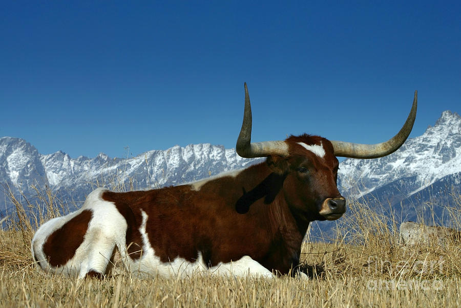 Longhorn Bull #1 Photograph by Jean-Louis Klein & Marie-Luce Hubert