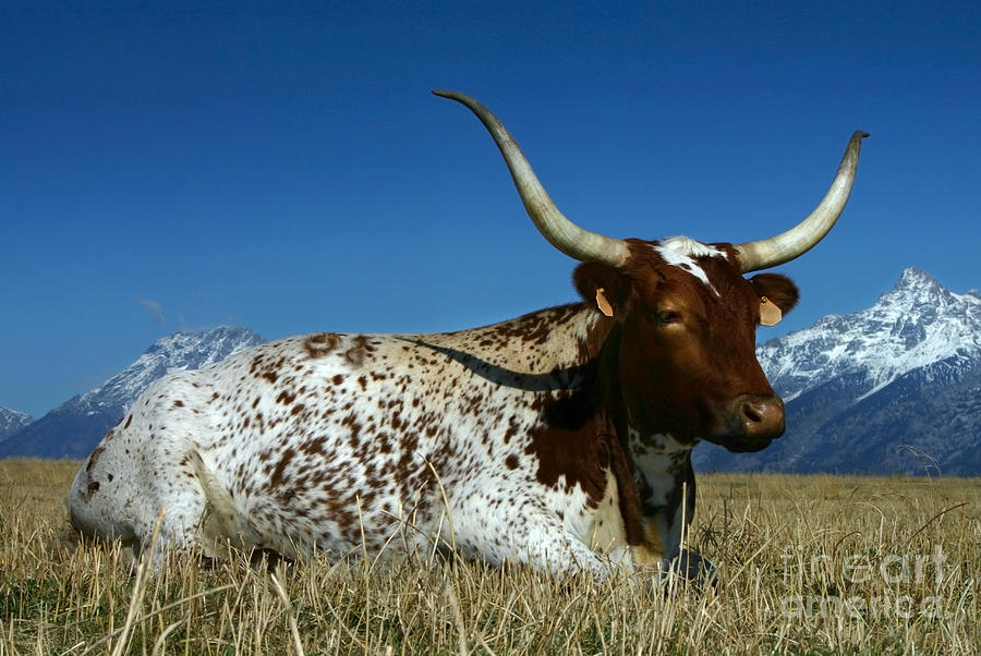 Longhorn Cow #1 Photograph by Jean-Louis Klein & Marie-Luce Hubert
