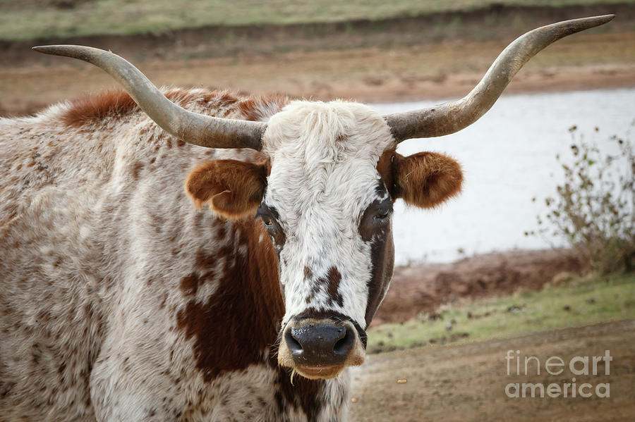 Longhorn  Stare Down #1 Photograph by Richard Smith