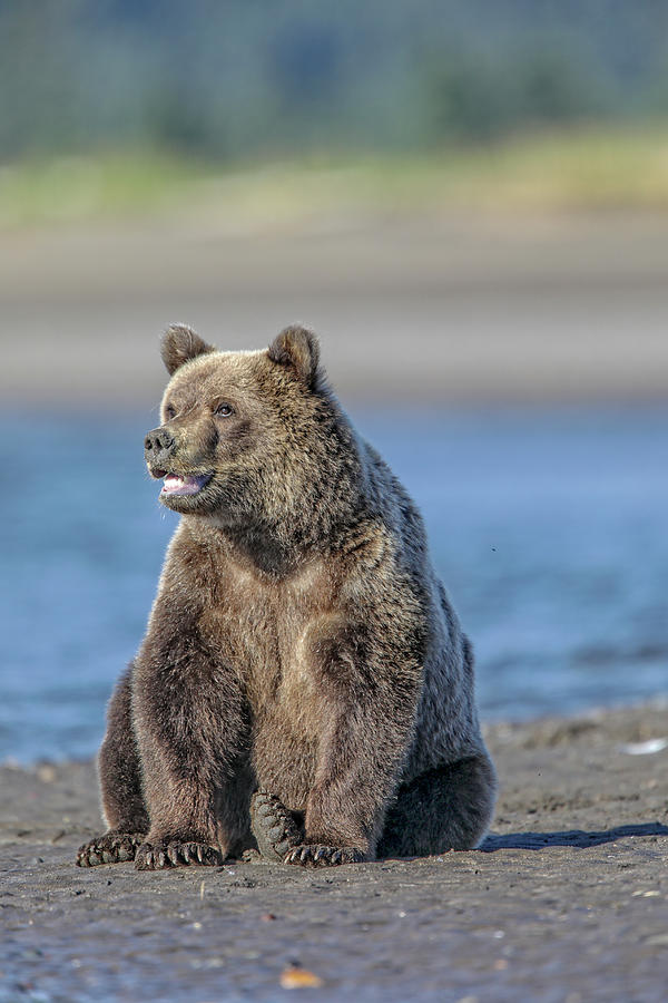 Bear Photograph - Longing #1 by Leigh Lofgren