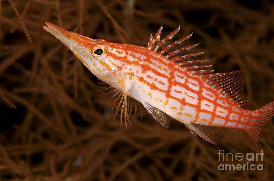 hawkfish