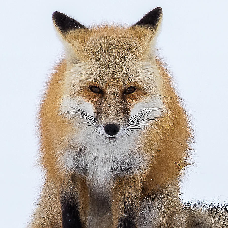 Look Into My Eyes Photograph by Brenda Jacobs