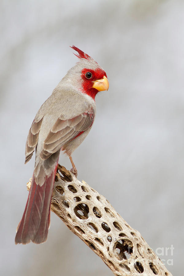 Cardinal Photograph - Pyrrhuloxia on cholla  by Bryan Keil