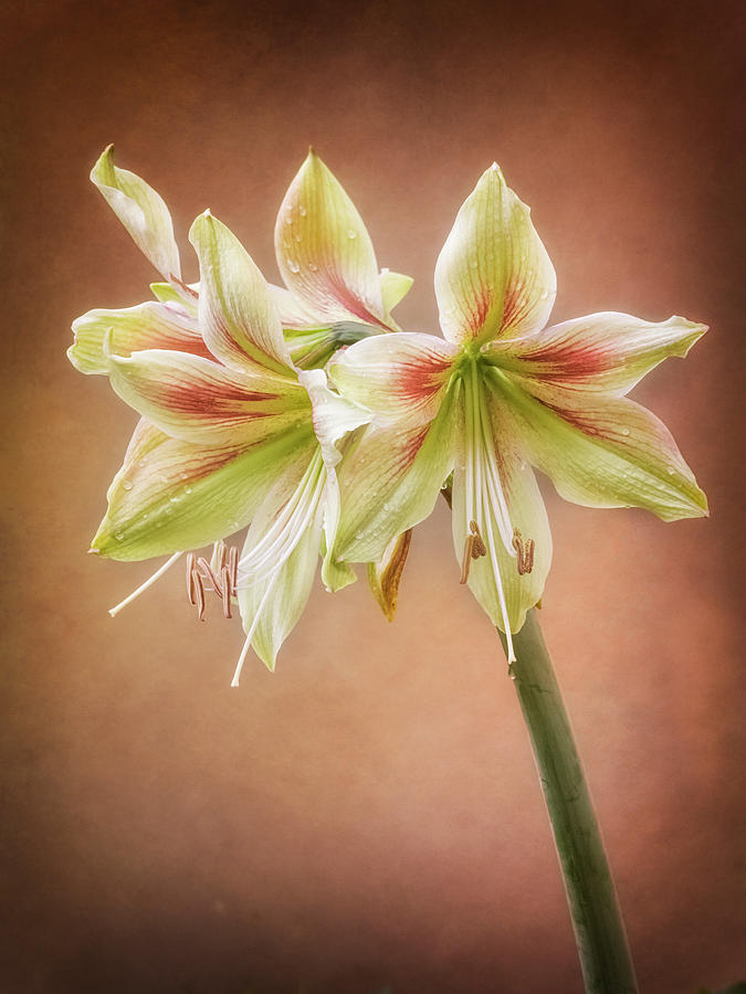 Three blooms of Amaryllis Photograph by Usha Peddamatham