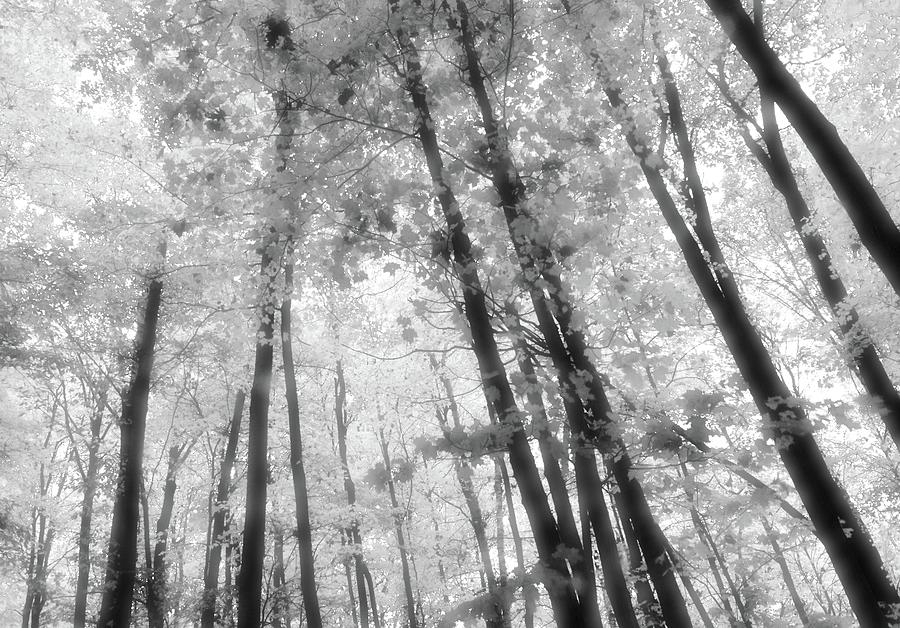 Looking Up In The Forest  #1 Photograph by Lyle Crump