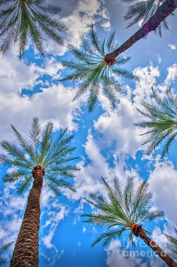 Looking Up Palm Trees and Sky Vertical #1 Photograph by David Zanzinger