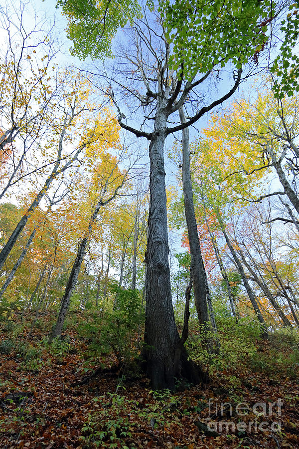 Looking Up #2 Photograph by Steve Gass - Fine Art America