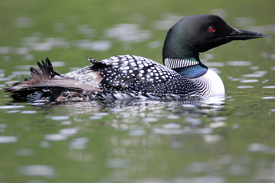 Loon 1 #1 Photograph by Brook Burling