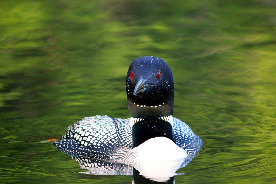 Loon #1 Photograph by Brook Burling