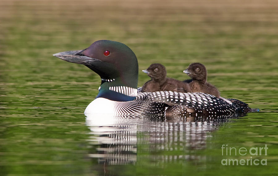 Bird Photograph - Loon Carrying Two Chicks #1 by Jim Block