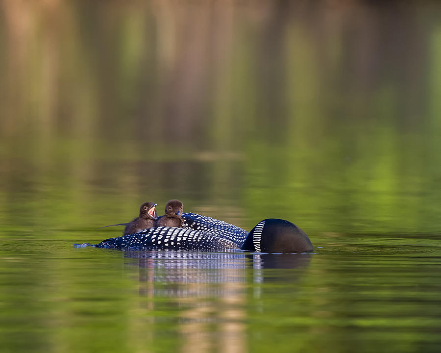 Loon Chick Yawn #2 Photograph by John Vose