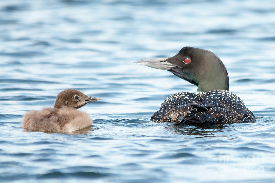 Loon Family #1 Photograph by Cheryl Baxter
