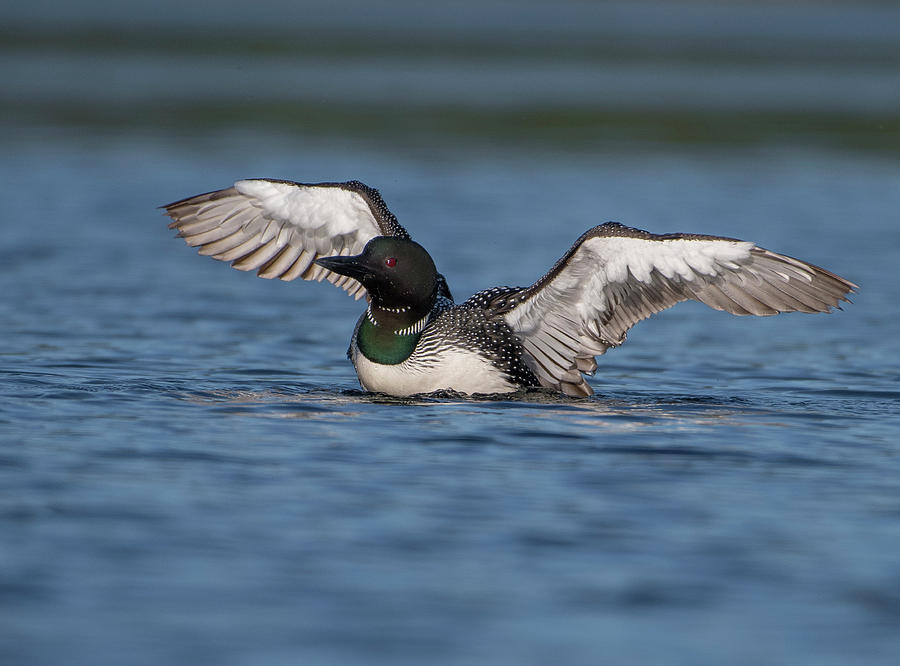 Loon Digital Art by Monte Comeau - Fine Art America