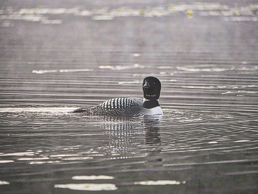 Loon on Lake Pennesseewassee - Norway - Maine #1 Photograph by Steven Ralser