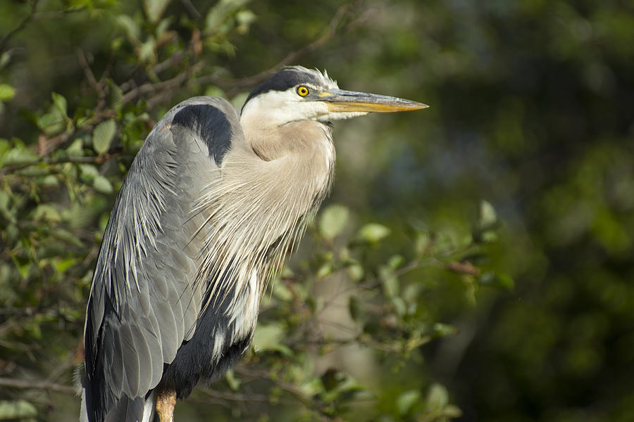 Heron Pose - Great Blue Heron - Ardea herodias Photograph by Spencer ...