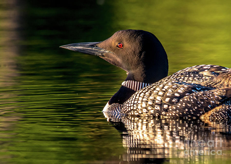 Loon Profile #1 Photograph by Cheryl Baxter