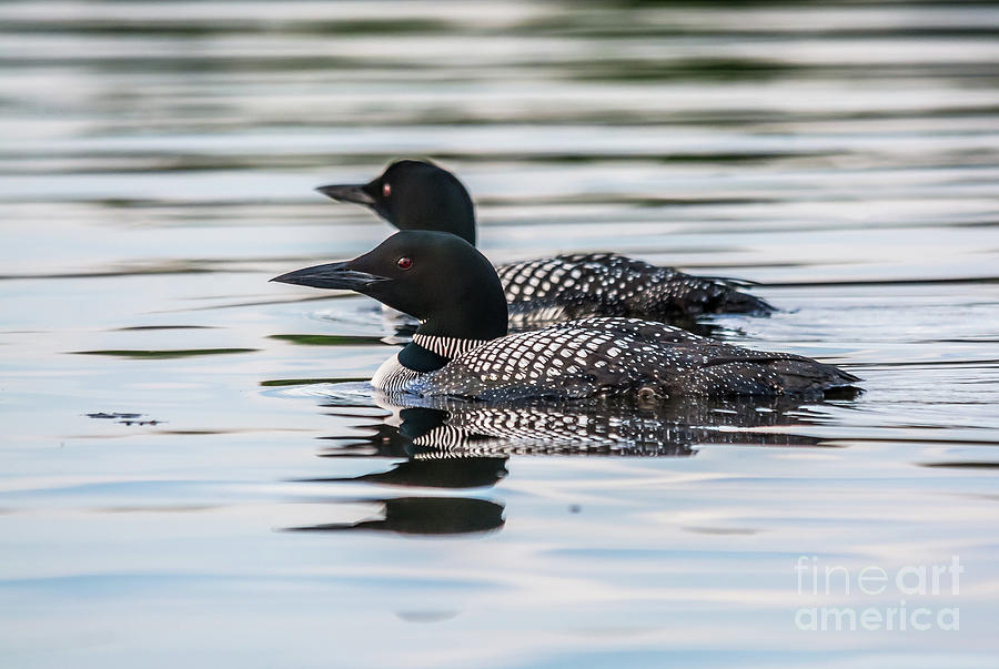 Loons on Clayton Lake #1 Photograph by Cheryl Baxter