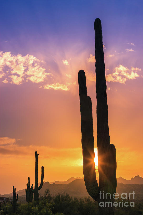 Lost Dutchman State Park, Arizona #2 Photograph by Henk Meijer Photography