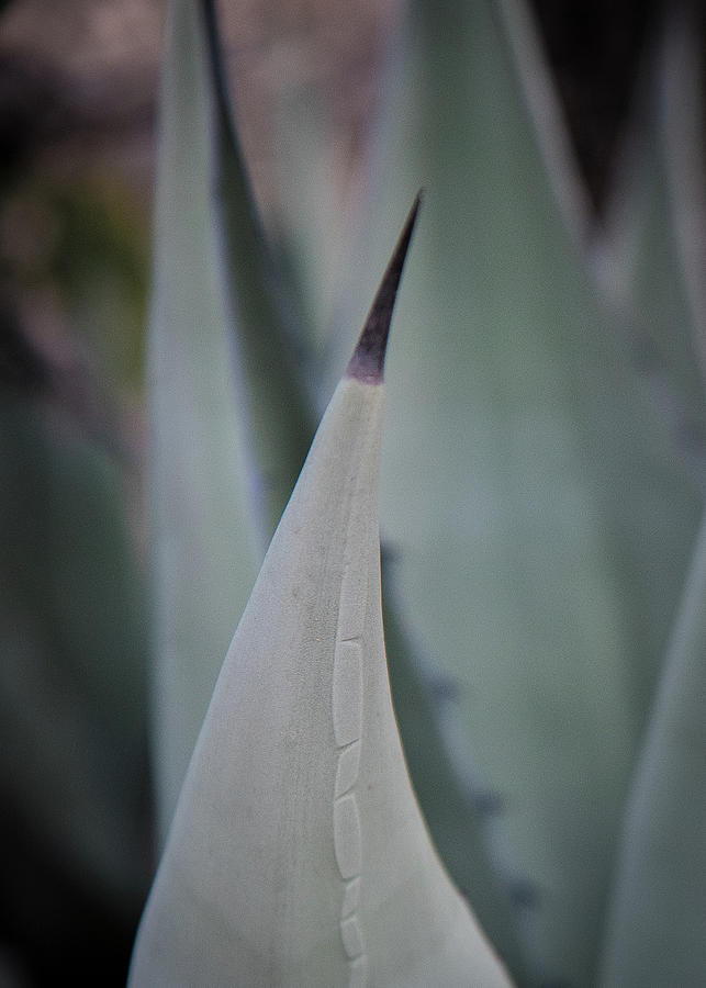 Agave No. 2 Photograph by Al White