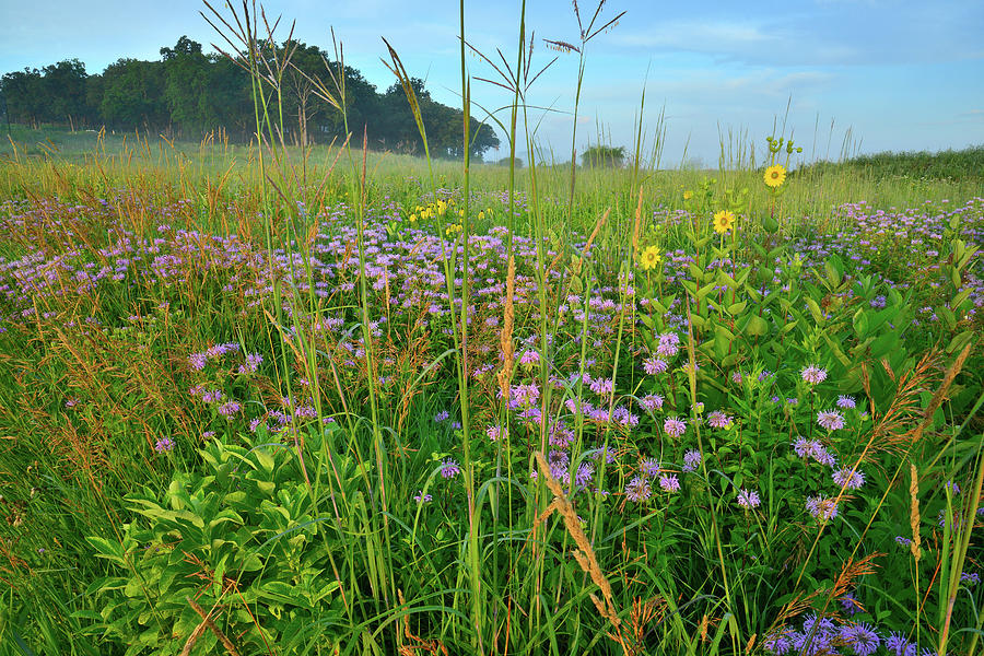 Lost Valley Wildflowers in Glacial Park #1 Photograph by Ray Mathis