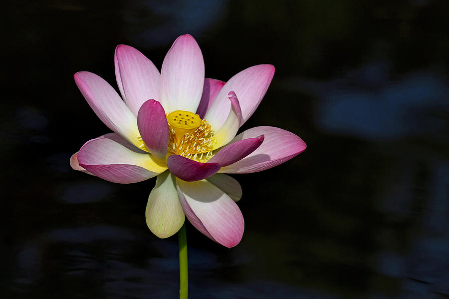 Lotus Bloom #1 Photograph by Jerry Gammon