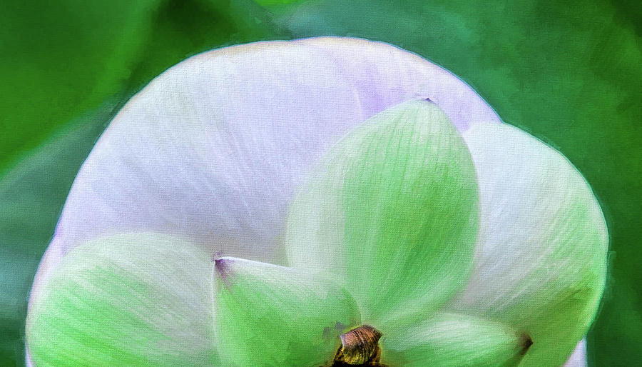 Lotus Bloom #1 Photograph by Kevin Lane