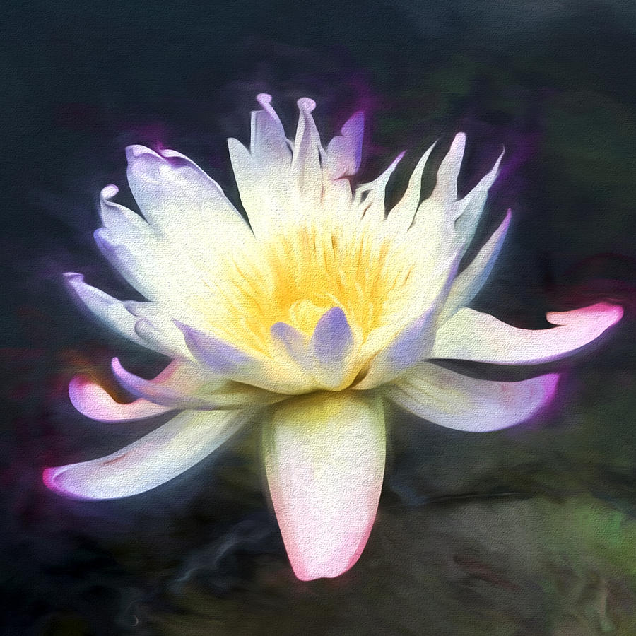 Lotus Blossom #1 Photograph by John Freidenberg