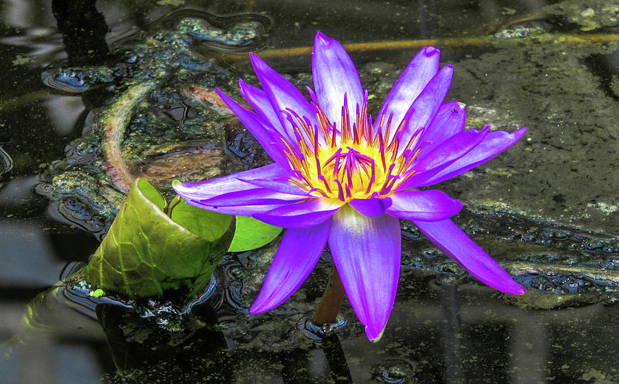 Nature Photograph - Lotus #1 by Cesar Vieira