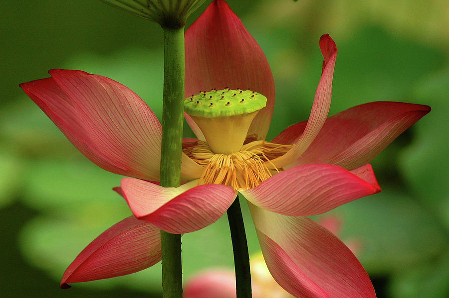 Lotus Flower #1 Photograph by Harry Spitz