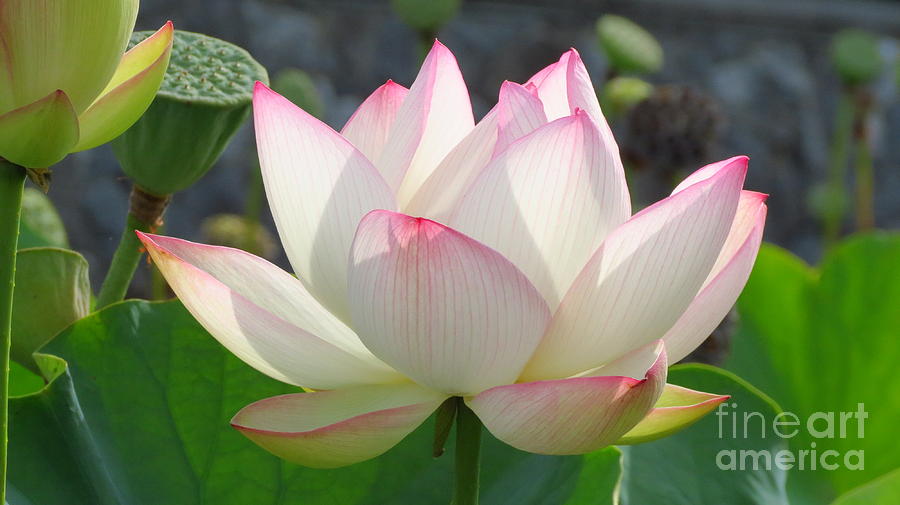 Lotus in Bloom #2 Photograph by Anita Adams