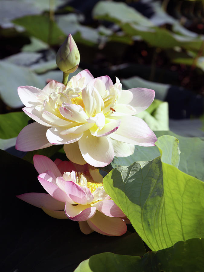 Lotus in Bloom Photograph by John Lautermilch