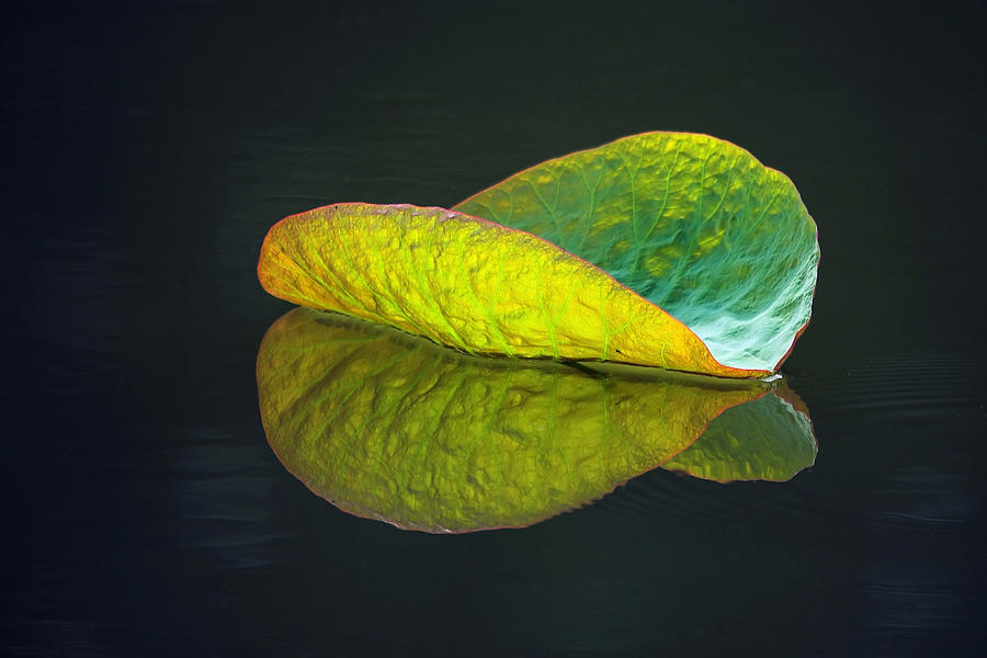 Lotus Leaf Photograph by Steve Stuller