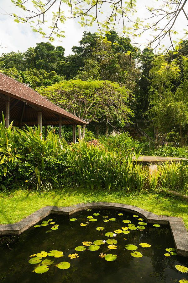 Lotus pond in Indonesian park Photograph by Nikita Buida - Pixels