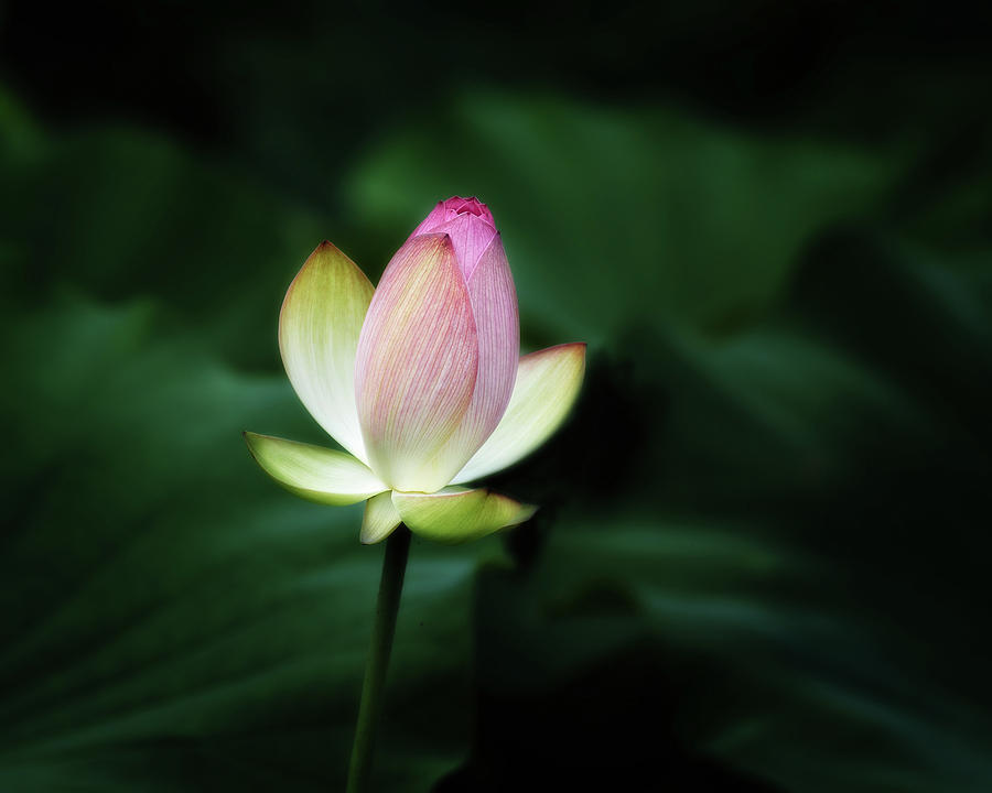 Lotus #1 Photograph by Richard Macquade