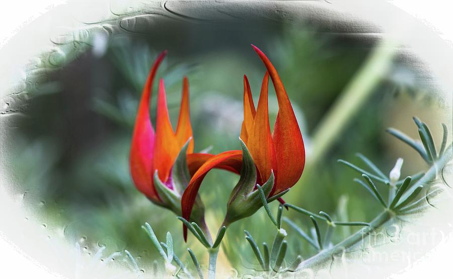Lotus Vine Flower #1 Photograph by Michael Moriarty Lotus Vine Flower #1 Photograph by Michael Moriarty