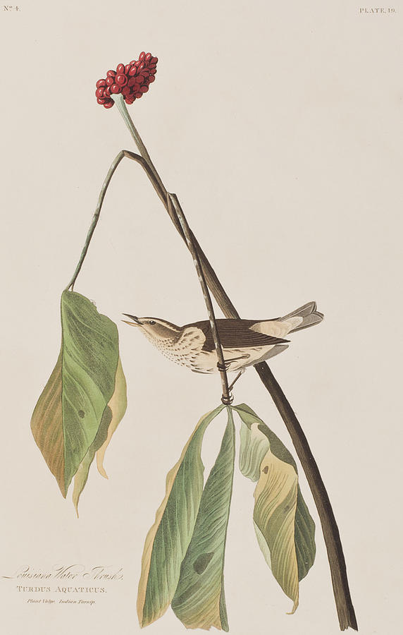 John James Audubon Painting - Louisiana Water Thrush by John James Audubon