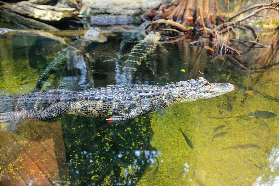 Louisianna Alligators #1 Photograph by Chris Smith