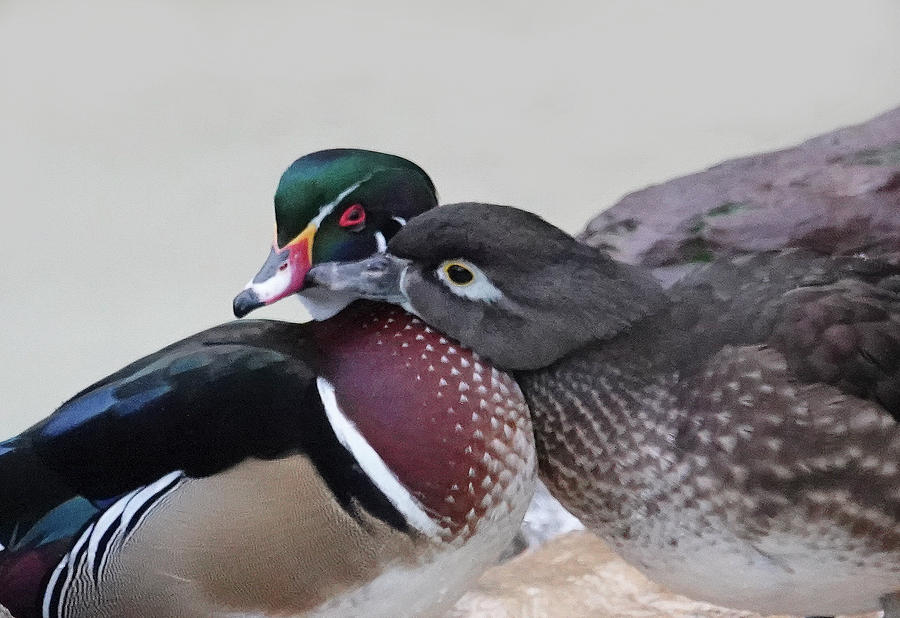 Love Ducks #1 Photograph by Jack Nevitt