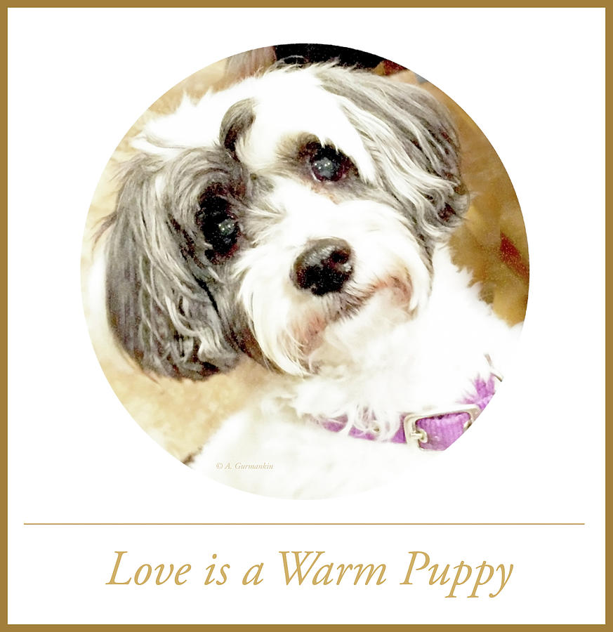 Love is a Warm Puppy #1 Photograph by A Macarthur Gurmankin