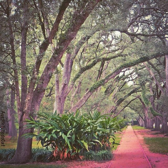 Houston Photograph - Love The #liveoak #trees And This #1 by Austin Tuxedo Cat